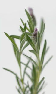 plant used in homeopathy